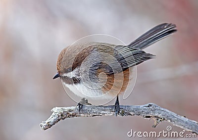 Boreal Chickadee Stock Photo